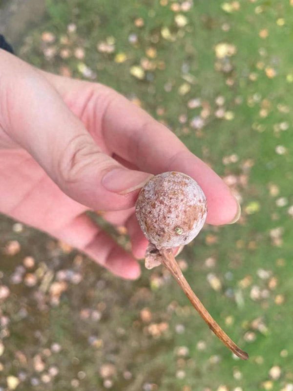 优配股 处理不好会中毒，路边这种小果子千万不能捡食